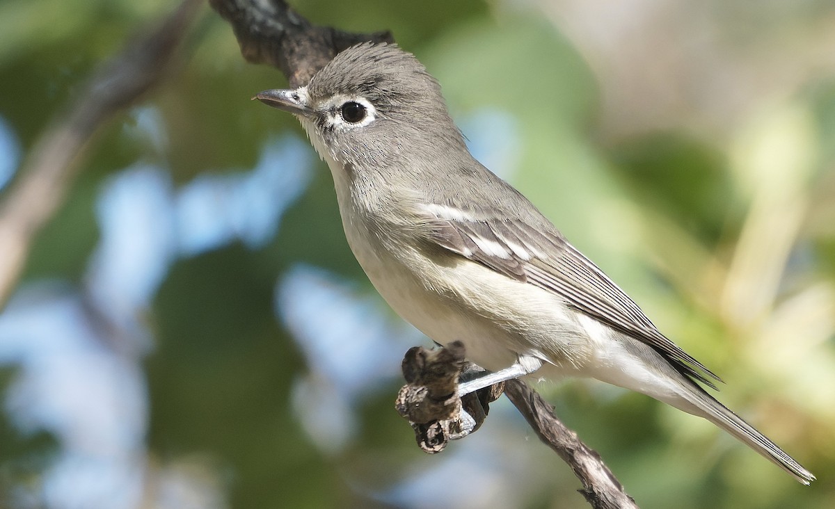 Plumbeous Vireo - ML643631555