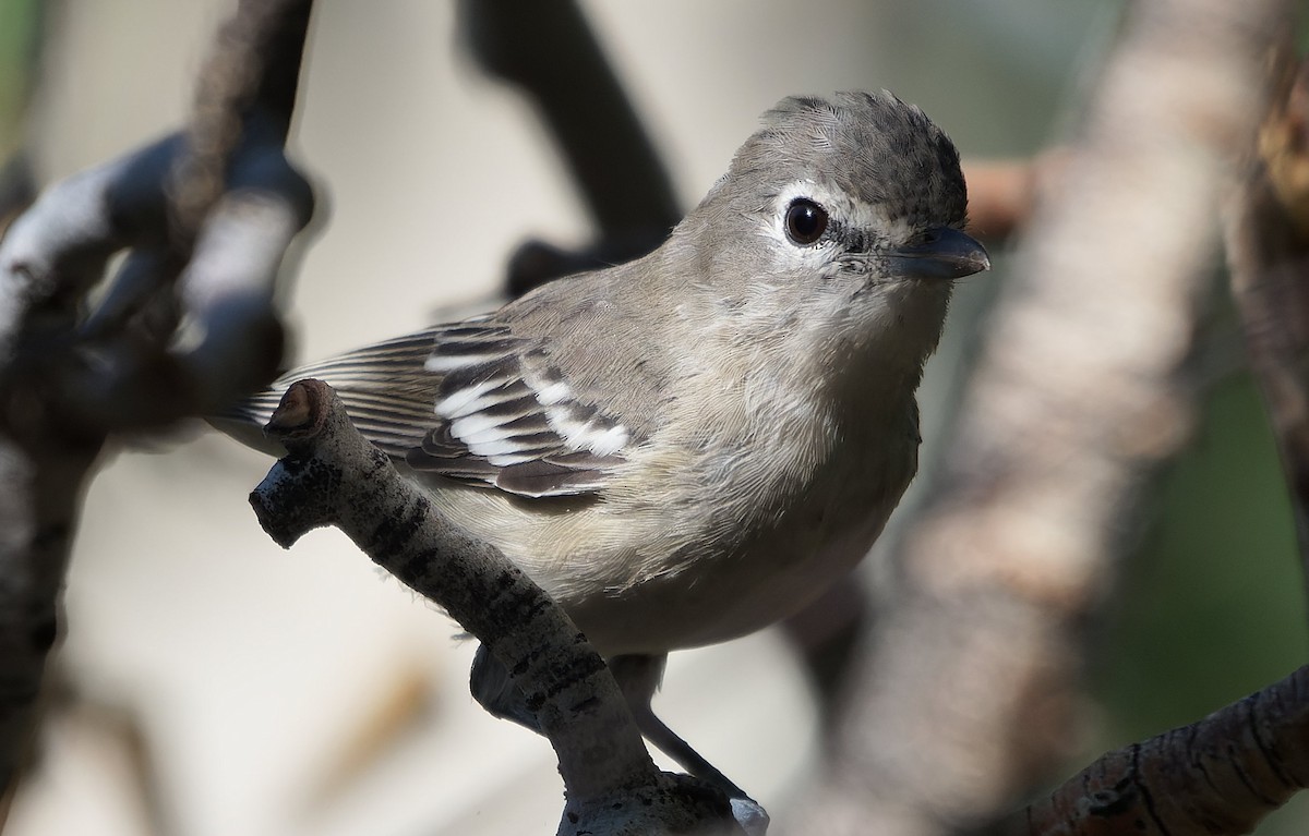 Plumbeous Vireo - ML643631556