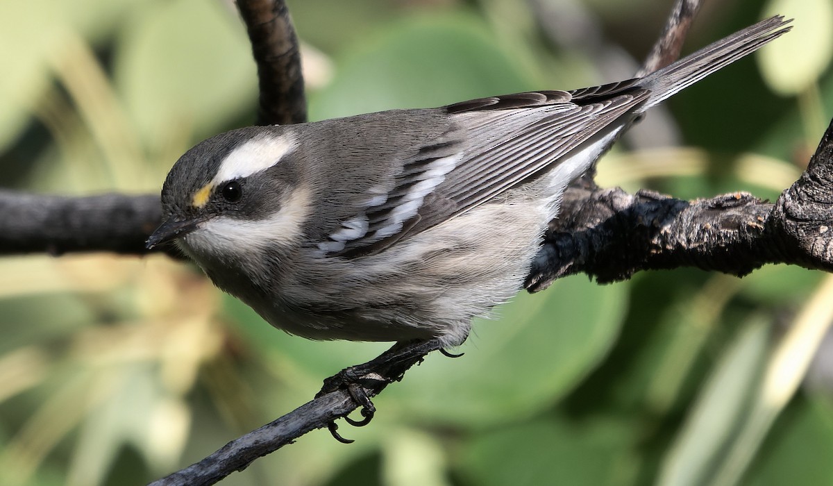 Black-throated Gray Warbler - ML643631571