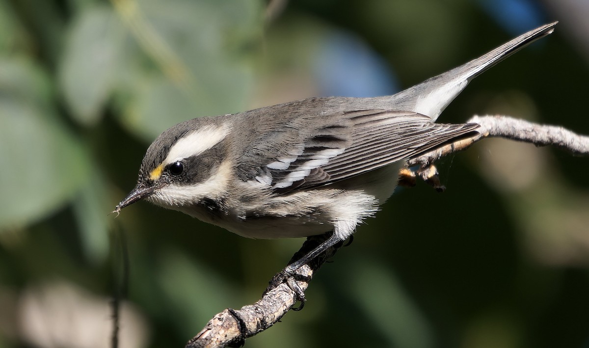 Black-throated Gray Warbler - ML643631572