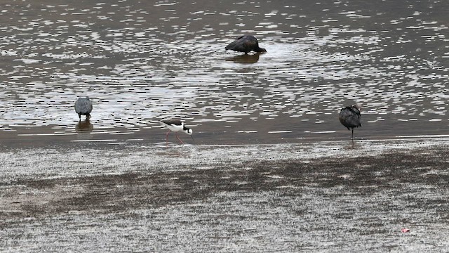 Puna Ibis - ML643631583