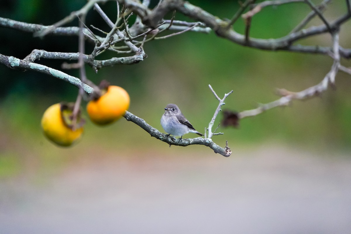Asian Brown Flycatcher - ML643631584