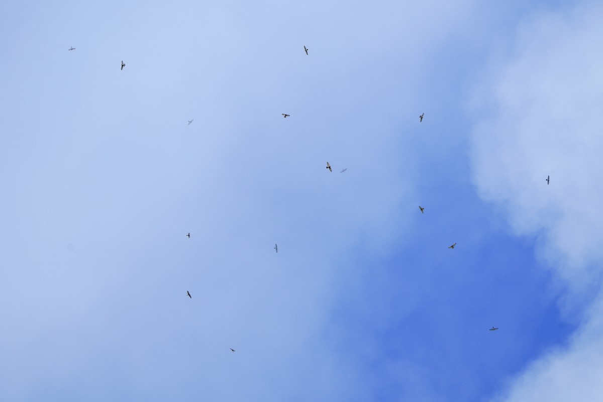 Gray-faced Buzzard - ML643631588