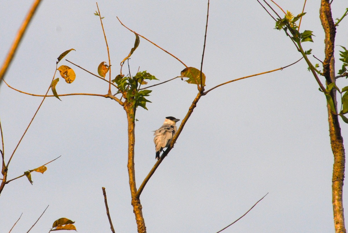 Black-crowned Tityra - ML643631594