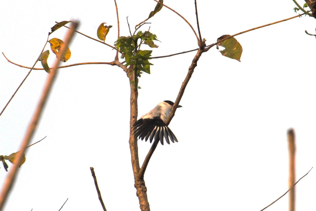 Black-crowned Tityra - ML643631595