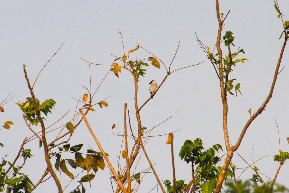 Black-crowned Tityra - ML643631596