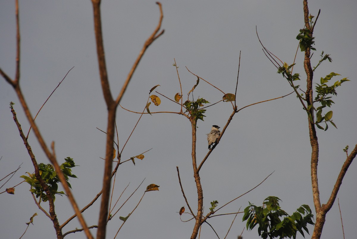 Black-crowned Tityra - ML643631597