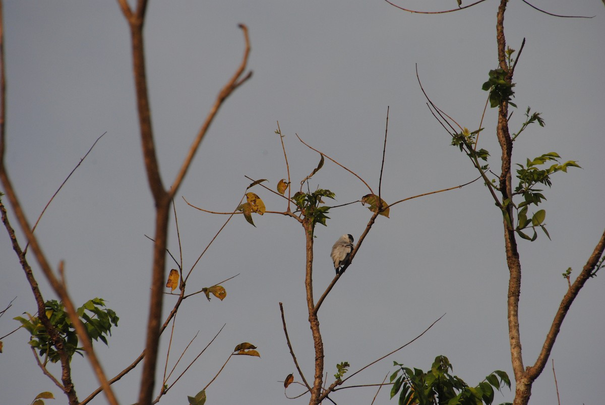 Black-crowned Tityra - ML643631598