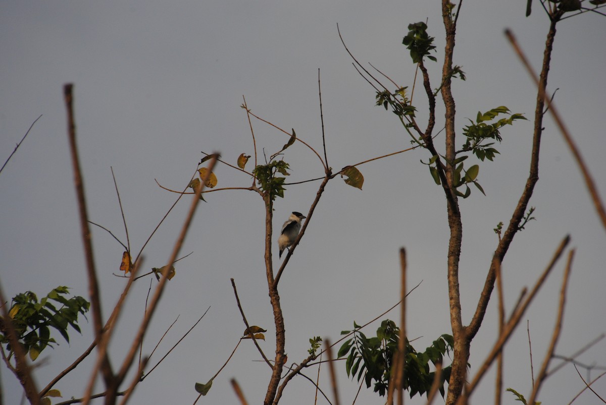 Black-crowned Tityra - ML643631599
