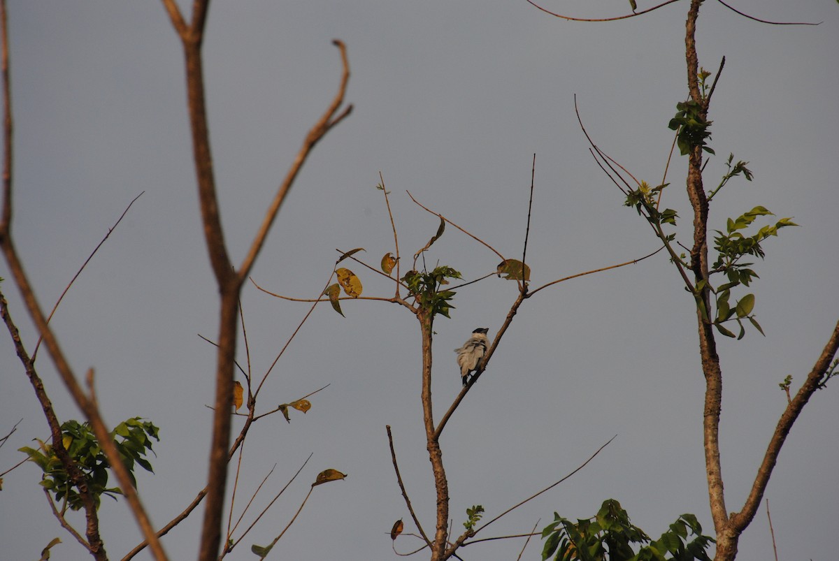Black-crowned Tityra - ML643631601
