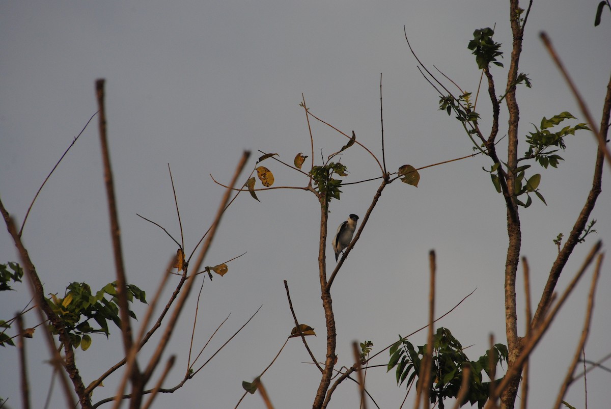 Black-crowned Tityra - ML643631602
