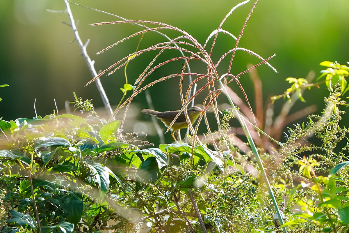 Radde's Warbler - ML643631612