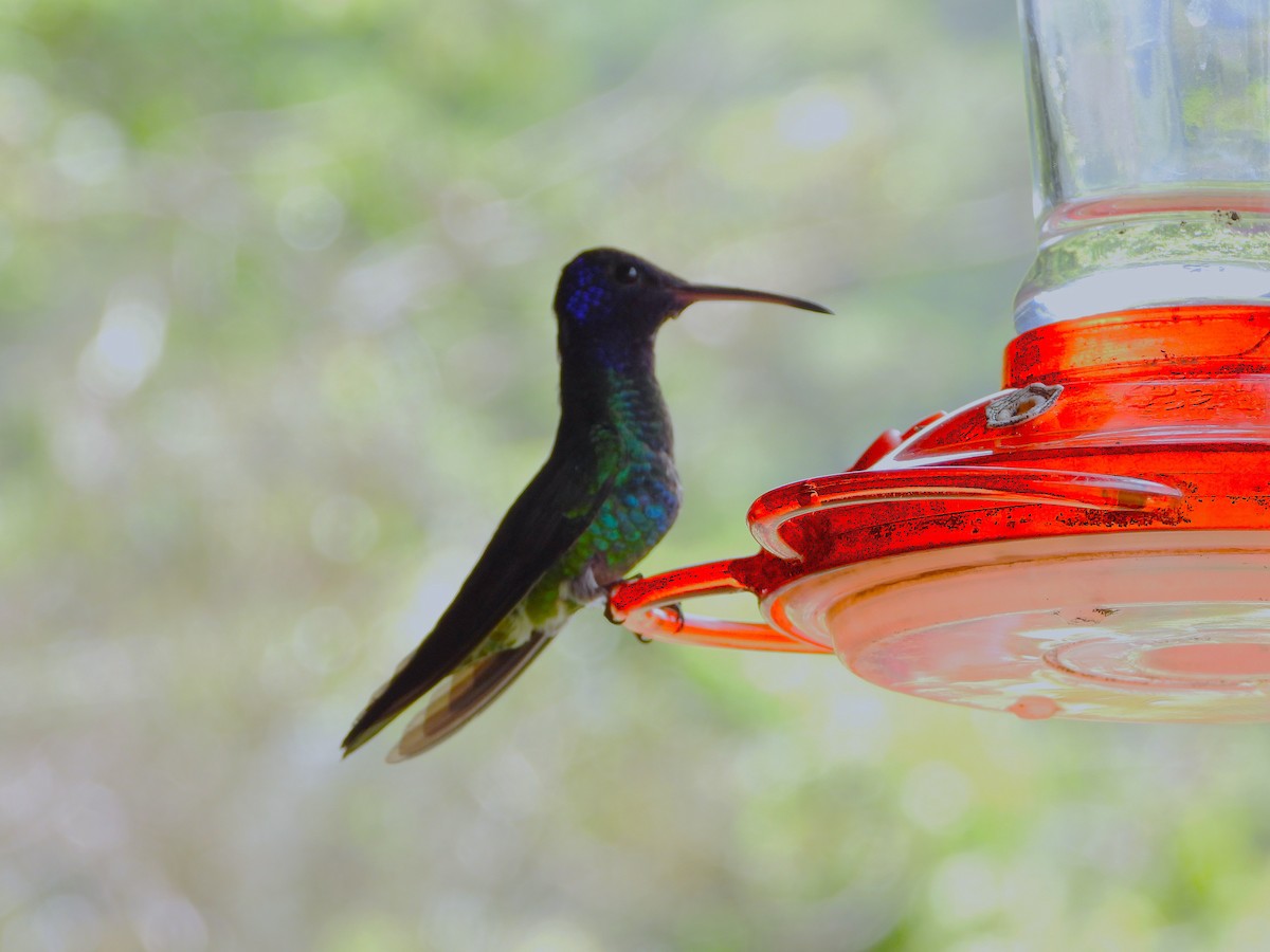 Golden-tailed Sapphire - ML643631626