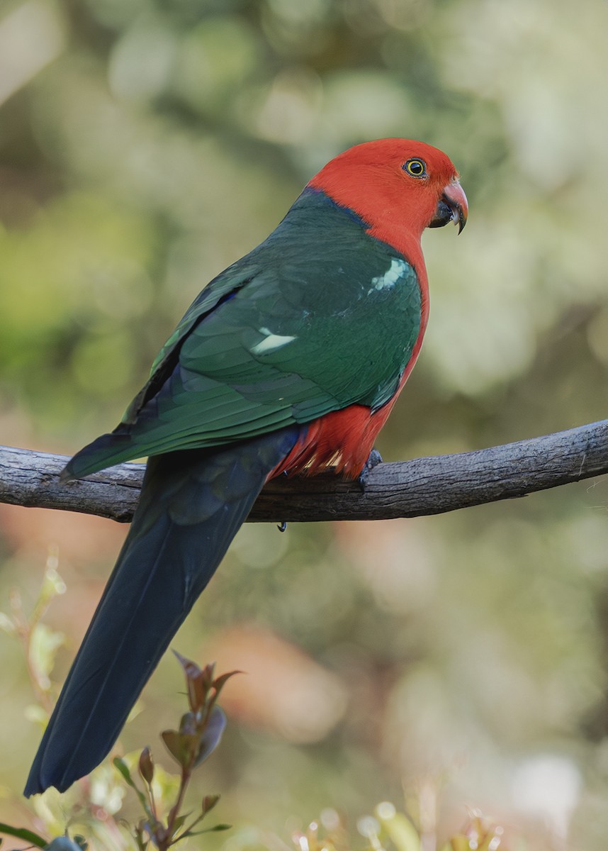 Australian King-Parrot - ML643631629
