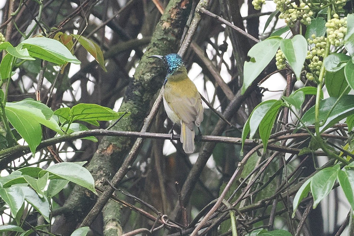 Blue-headed Sunbird - ML643631630