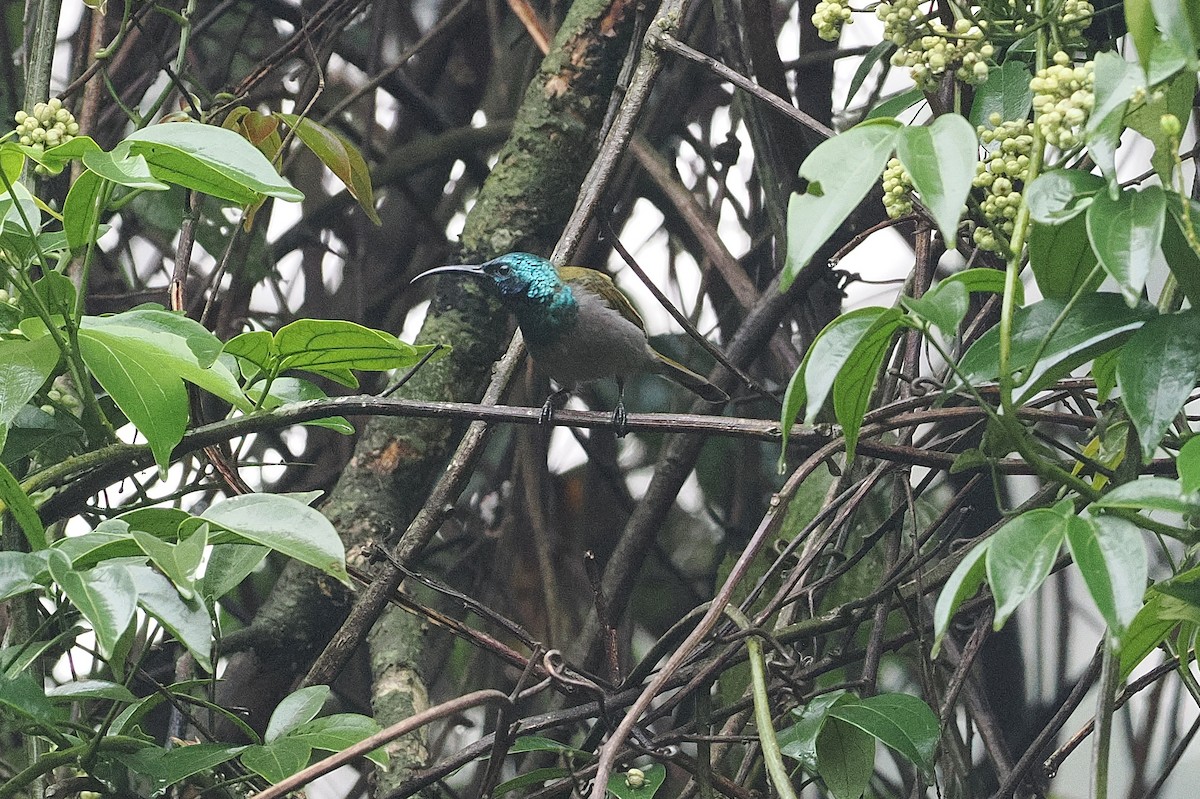 Blue-headed Sunbird - ML643631631