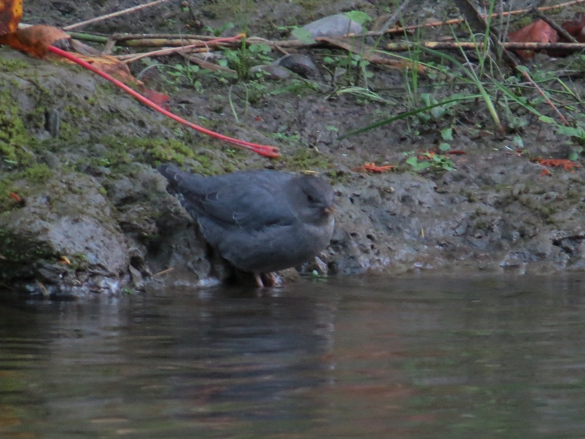 American Dipper - ML643631645