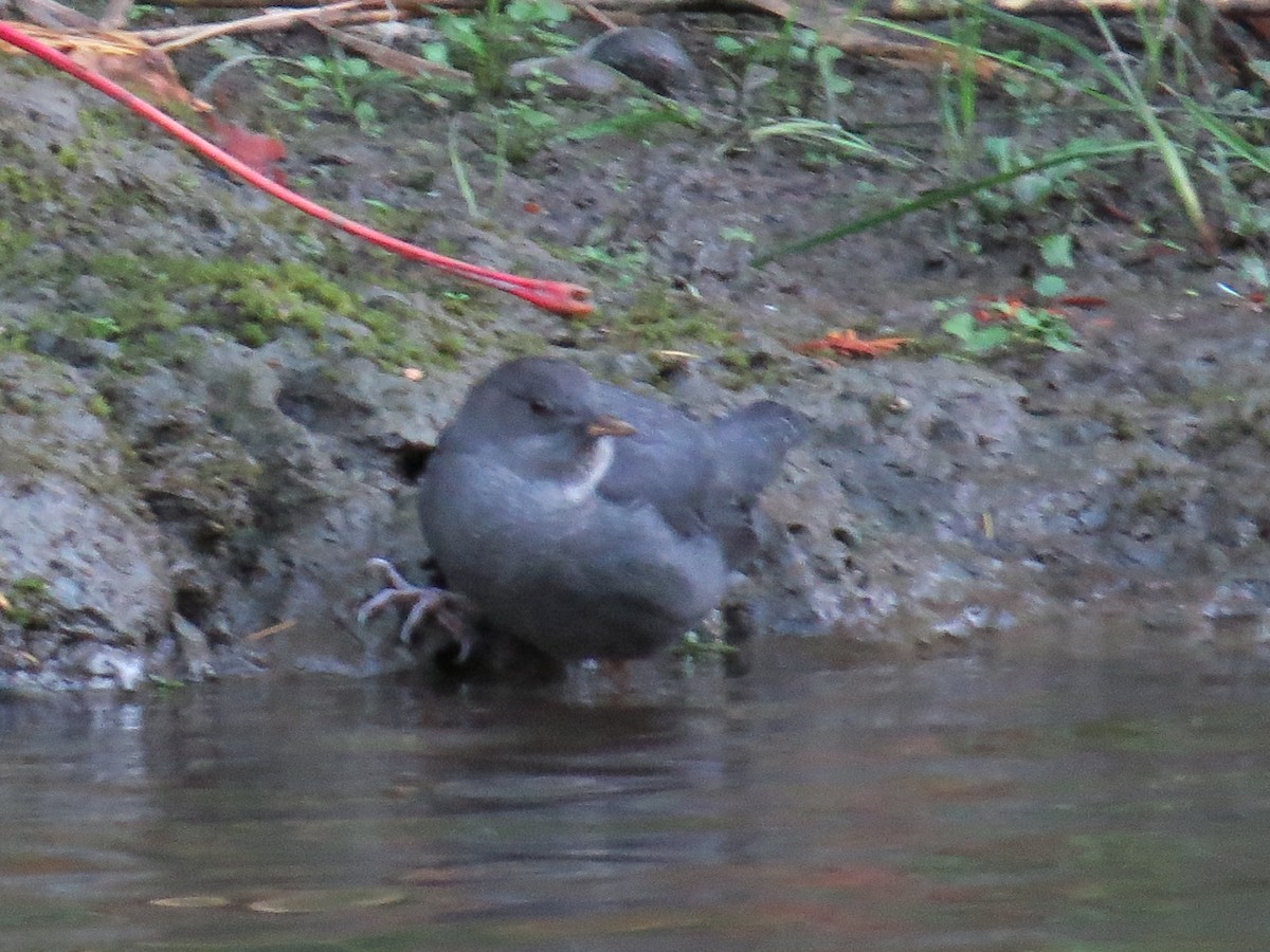 American Dipper - ML643631646