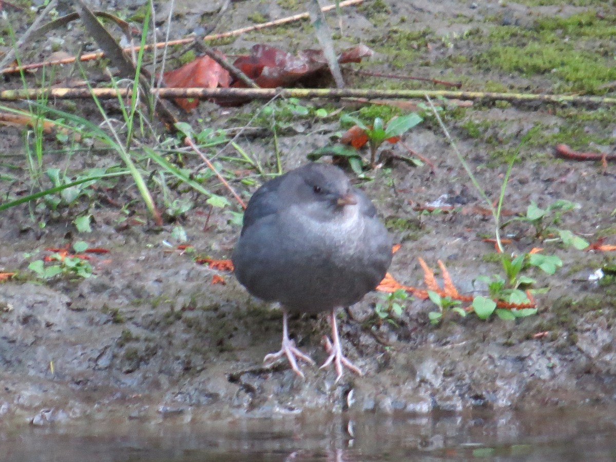American Dipper - ML643631647