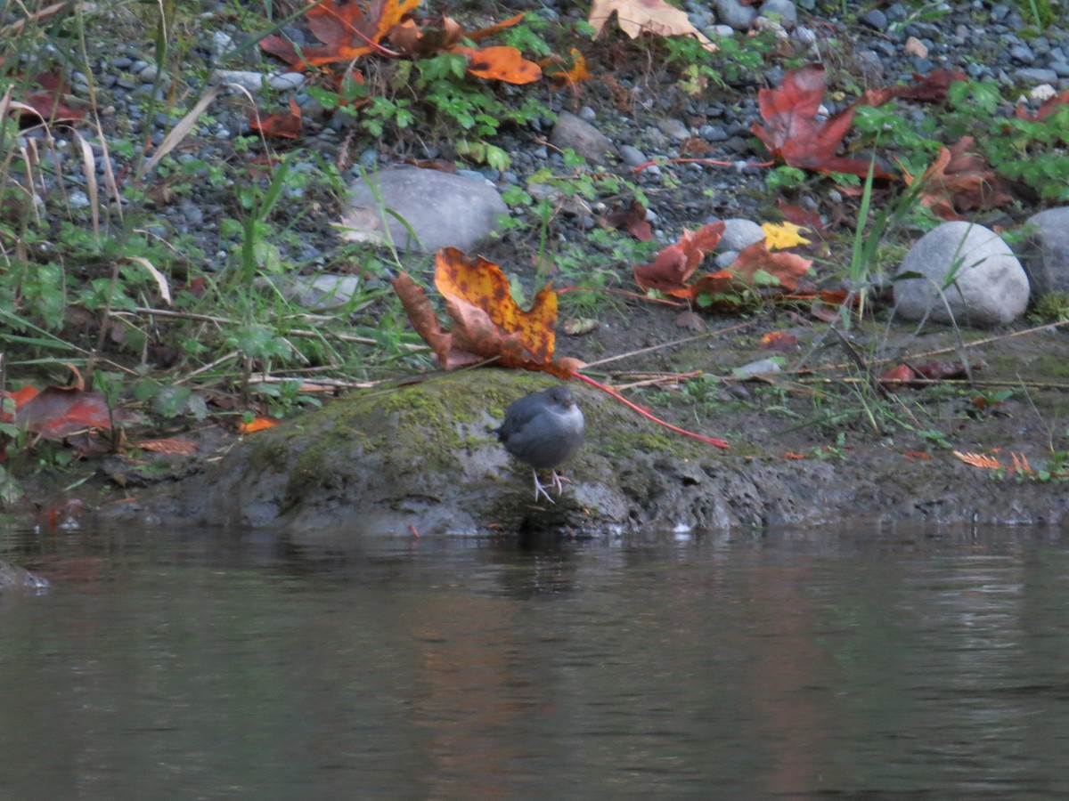 American Dipper - ML643631648