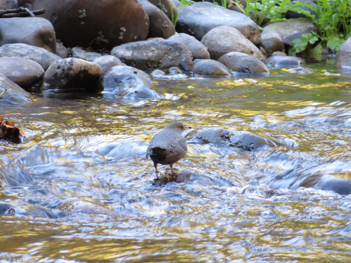 American Dipper - ML643631658