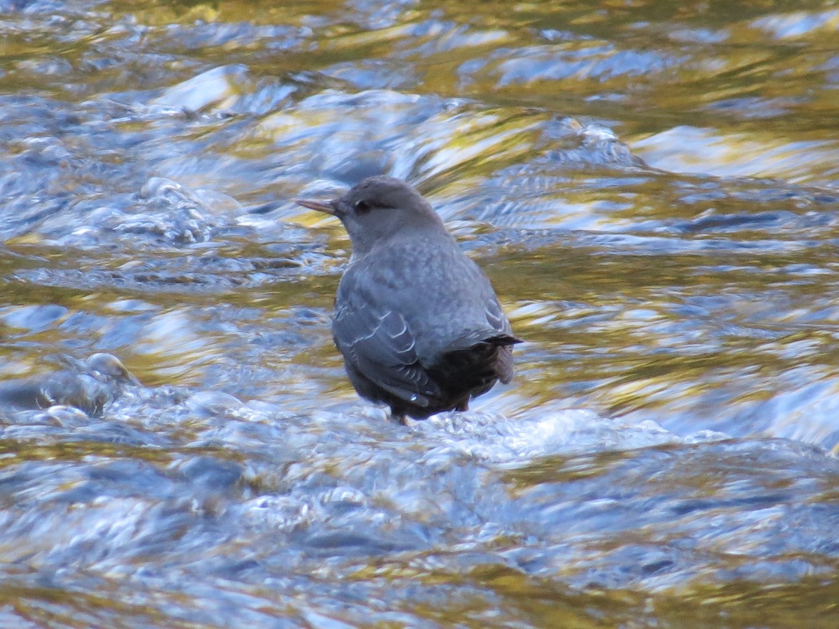 American Dipper - ML643631662