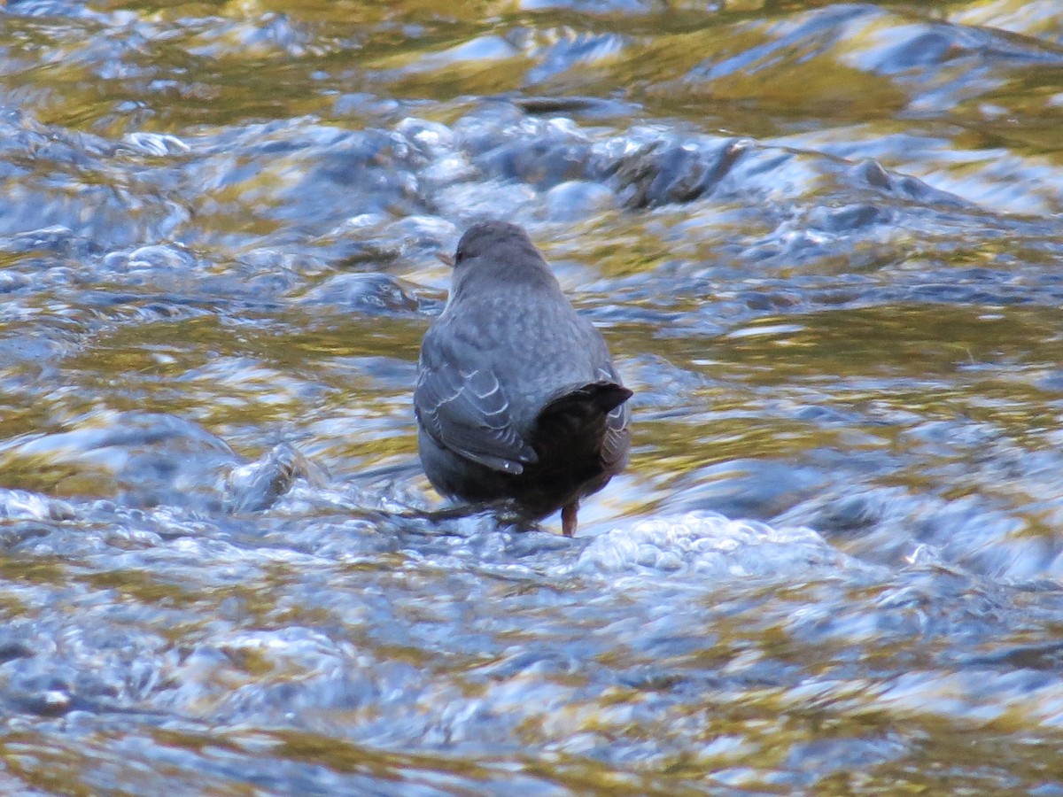 American Dipper - ML643631663