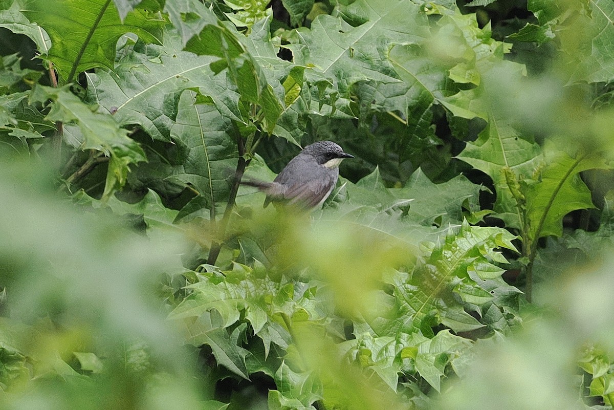 Buff-throated Apalis - ML643631673