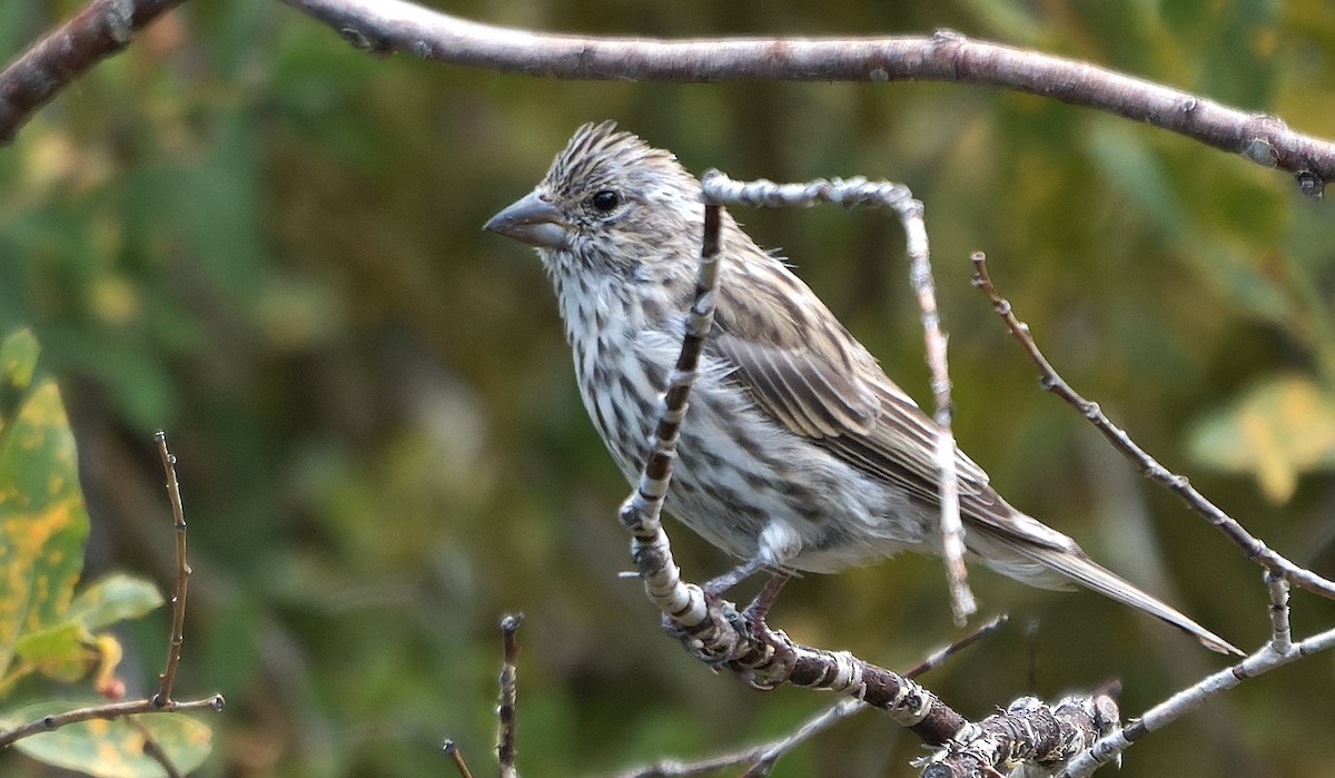 Cassin's Finch - ML643631674