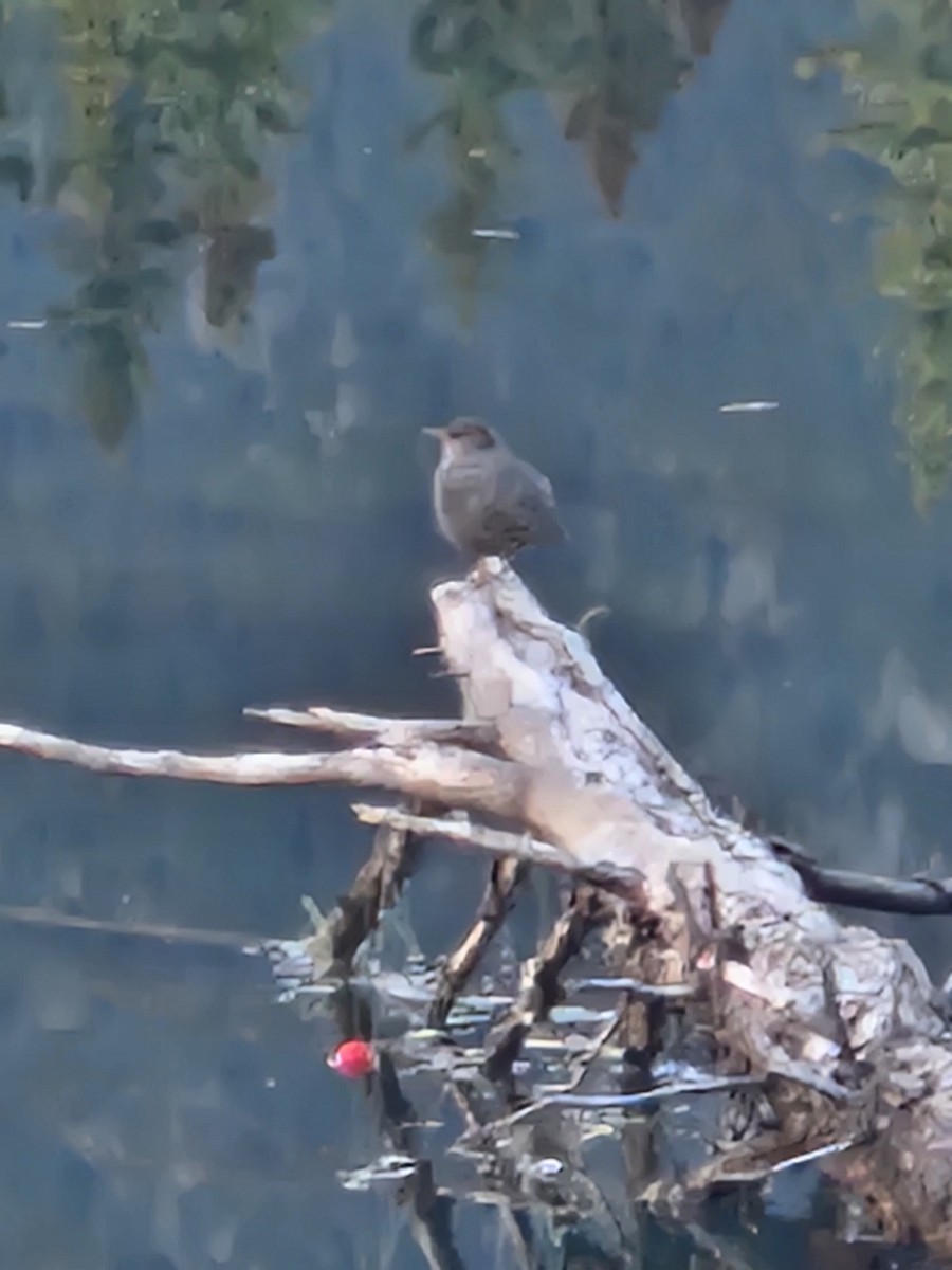 American Dipper - ML643631682
