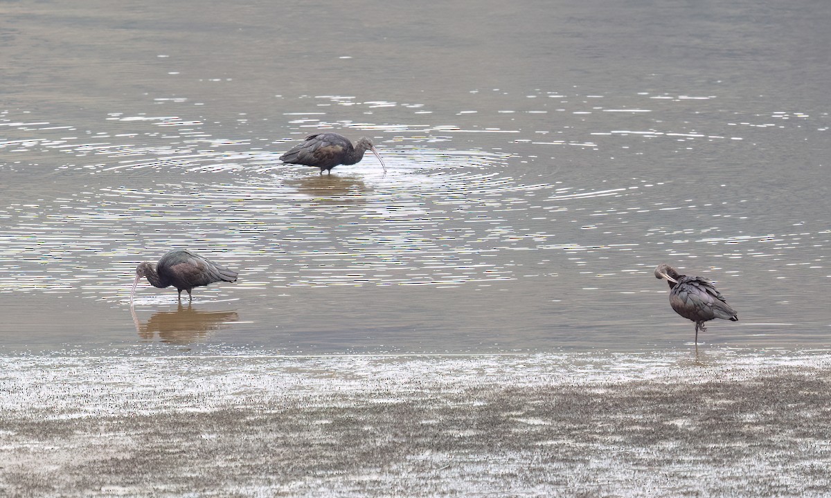 Puna Ibis - ML643631683