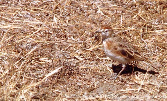 Red-capped Lark - ML643631684