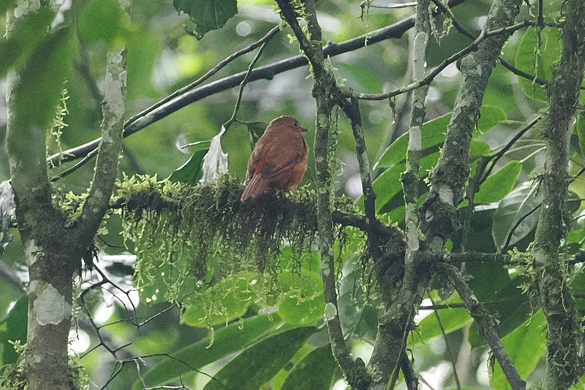 サビイロヒタキ - ML643631687