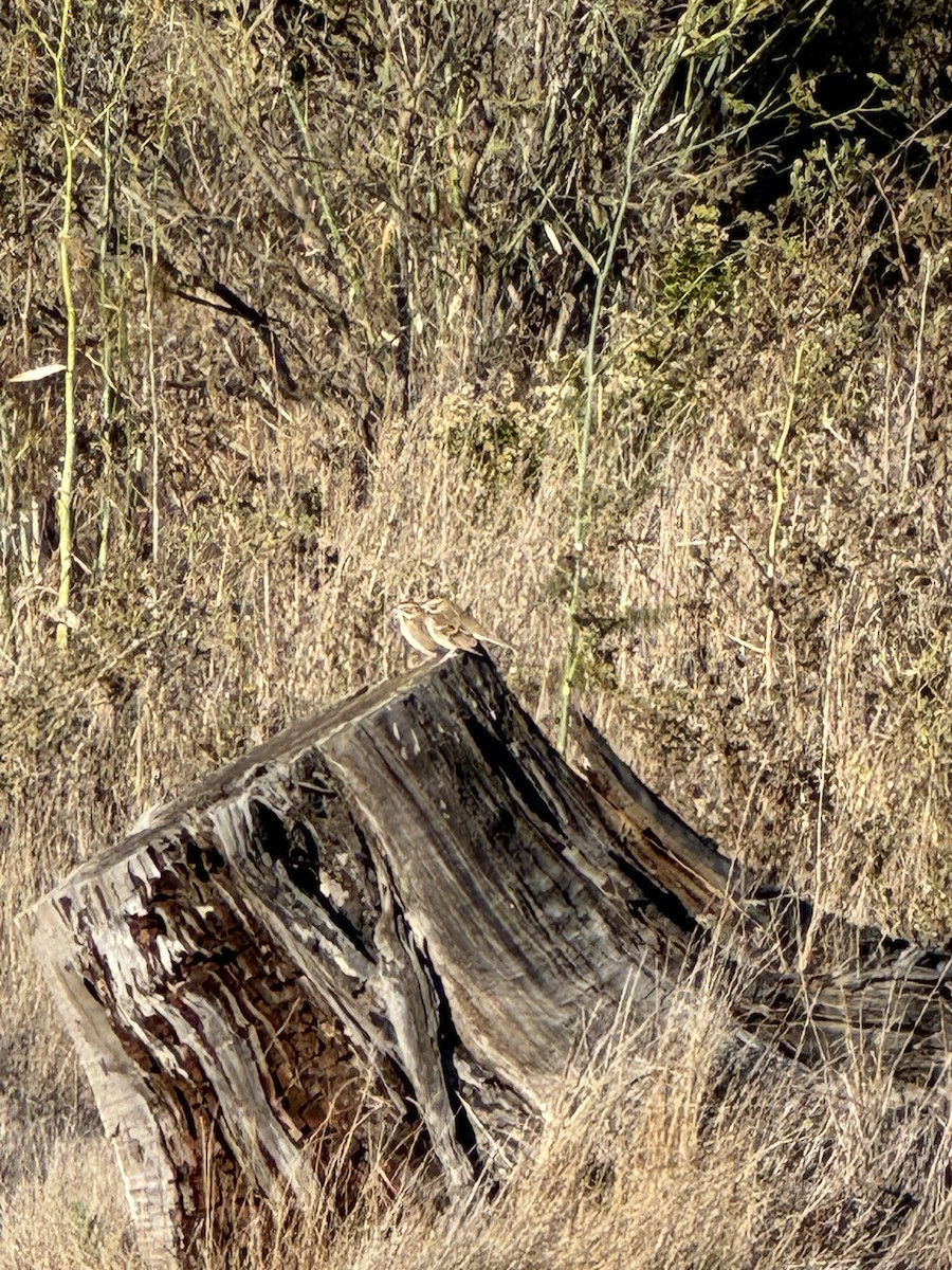 Lark Sparrow - ML643631690