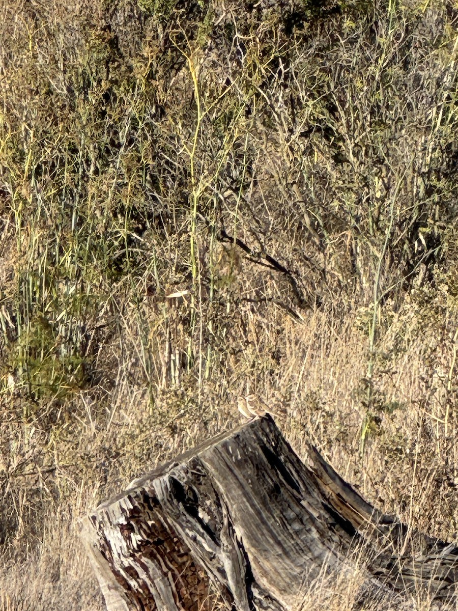 Lark Sparrow - ML643631691