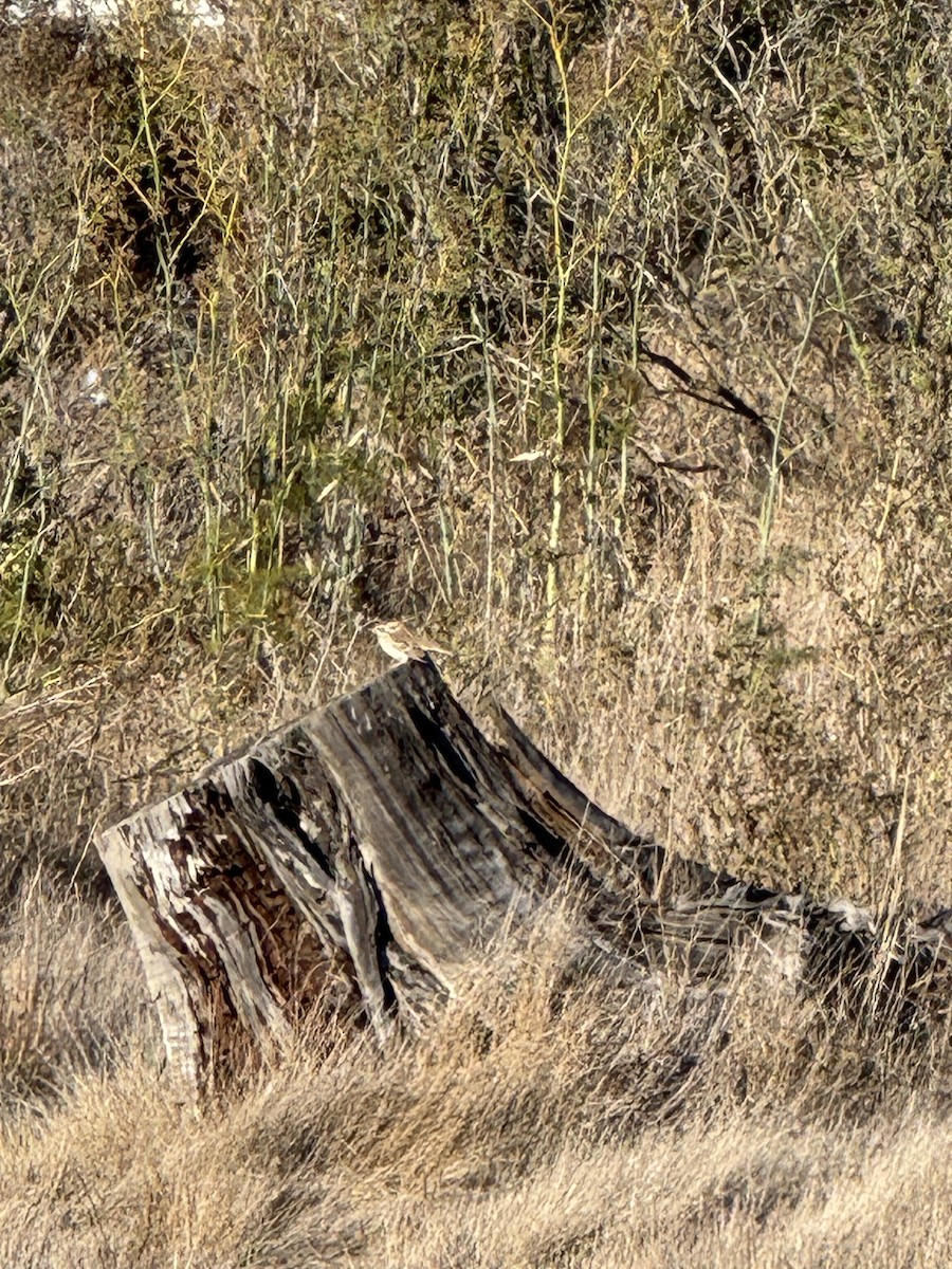 Lark Sparrow - ML643631692