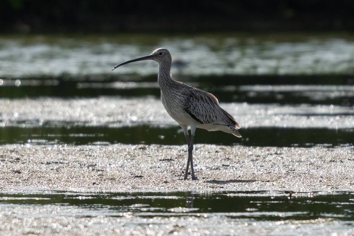 Морин тутгалжин - ML643631699