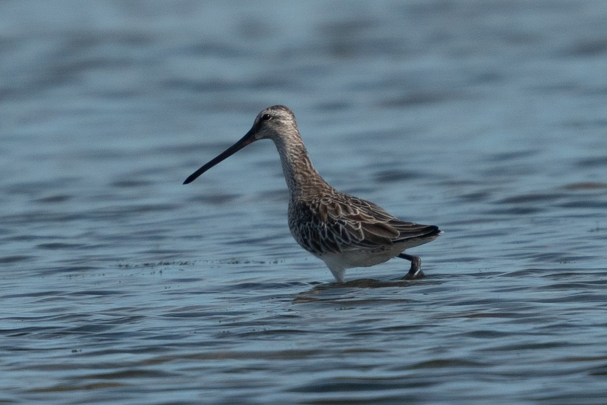 Азийн цууцил - ML643631700