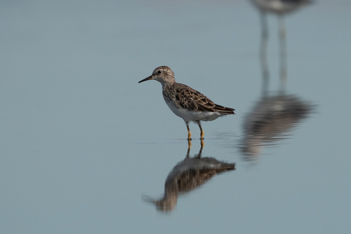 Савар элсэг - ML643631701