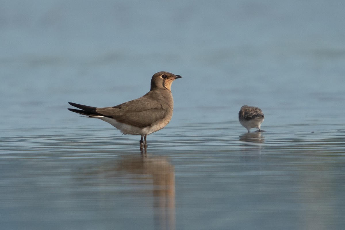 Ухаа хөгт - ML643631703