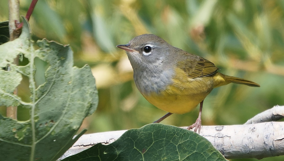 MacGillivray's Warbler - ML643631706