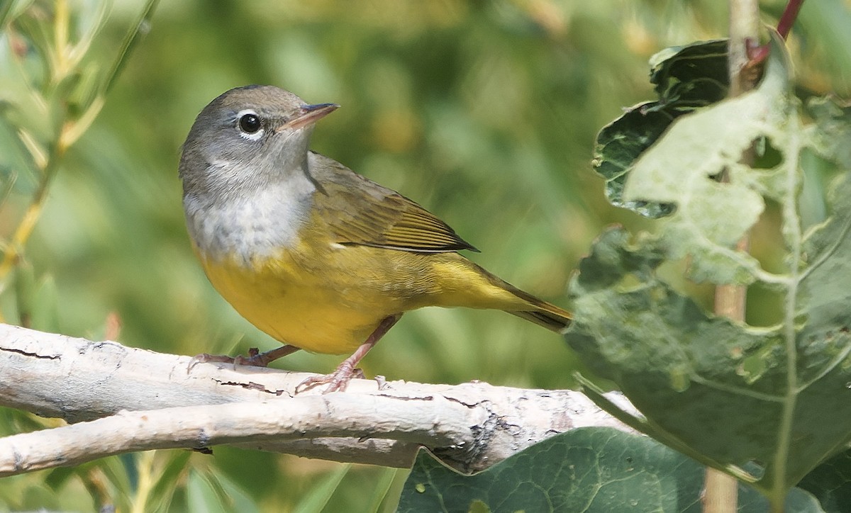 MacGillivray's Warbler - ML643631707