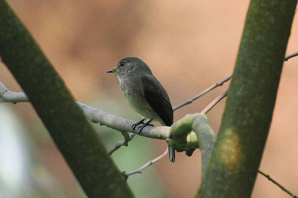 African Dusky Flycatcher - ML643631708