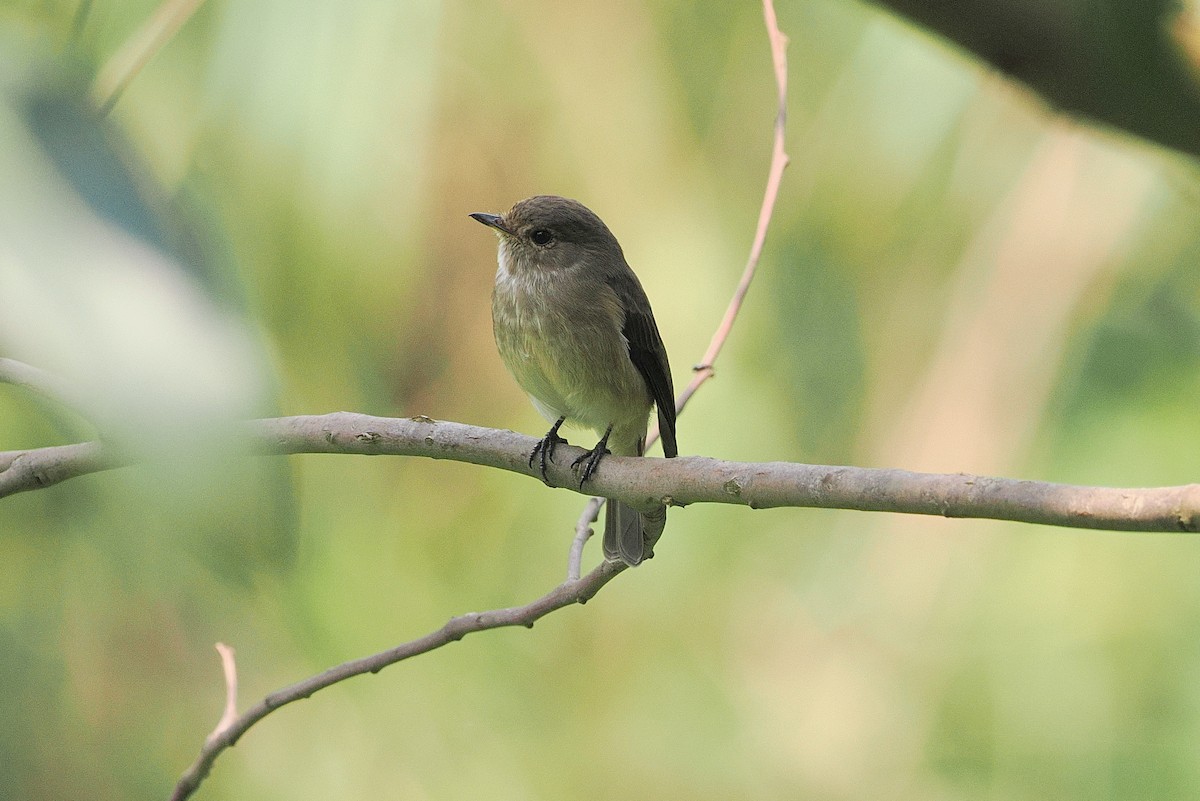 African Dusky Flycatcher - ML643631709