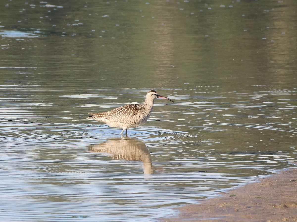 Courlis corlieu (hudsonicus) - ML643631712