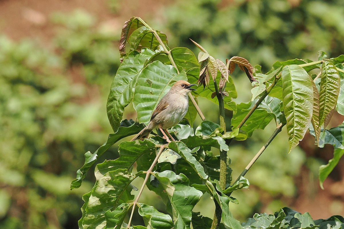 Chubb's Cisticola - ML643631717