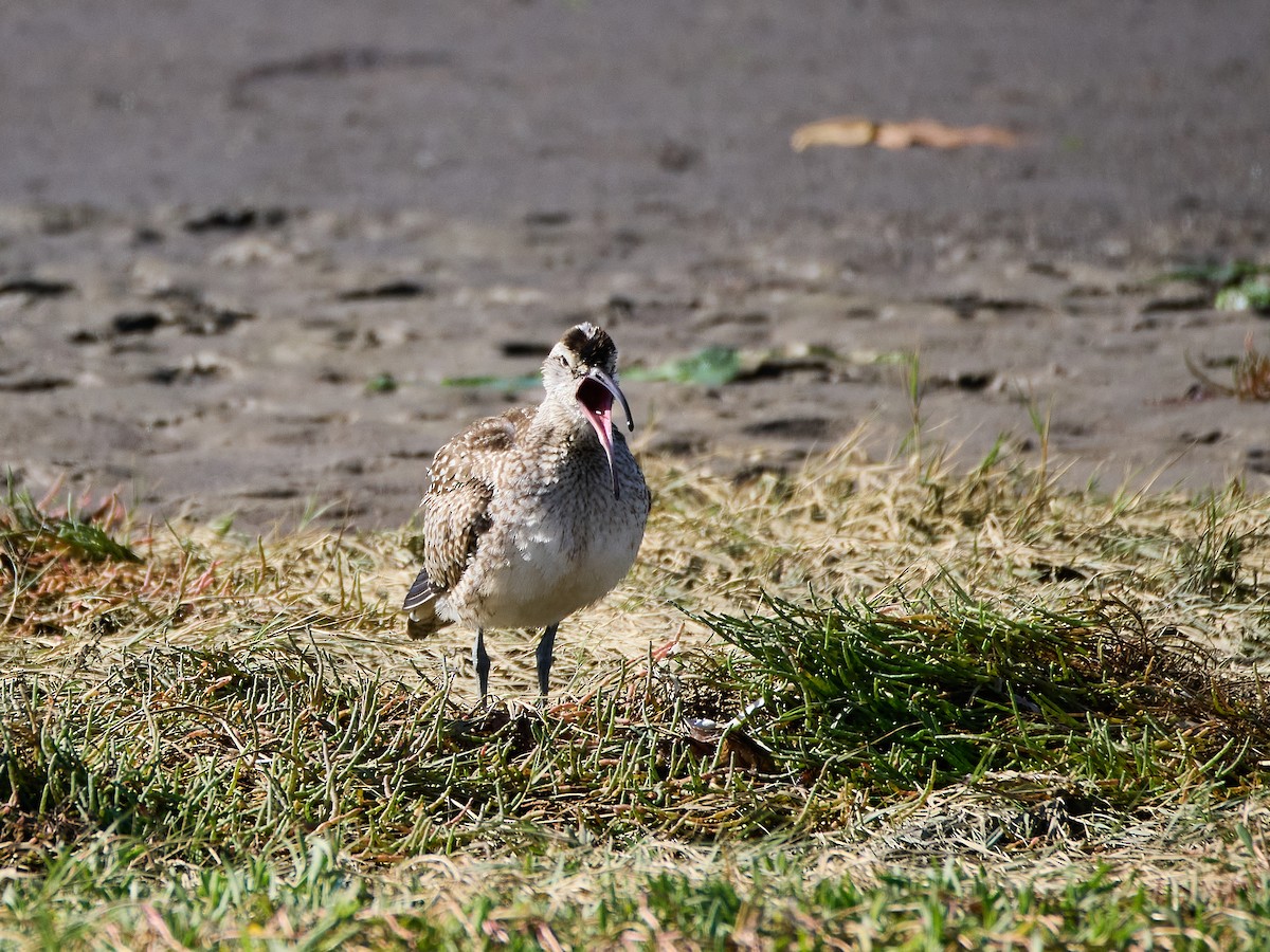 Courlis corlieu (hudsonicus) - ML643631722