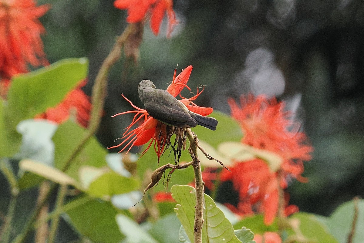 Olive Sunbird - ML643631725
