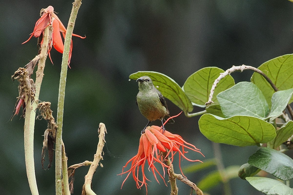 Olive Sunbird - ML643631726