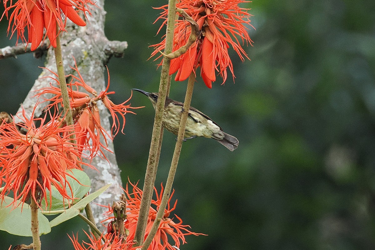 Green-throated Sunbird - ML643631737